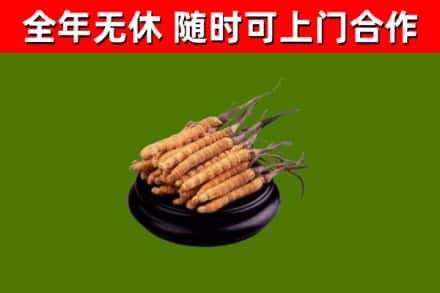 胶州市回收散虫草